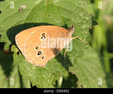 Immagine macro di un anello marrone (Aphantopus hyperantus) farfalla Foto Stock