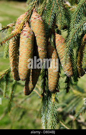 Farrer Abete rosso nel Bedgebury Pinetum Foto Stock