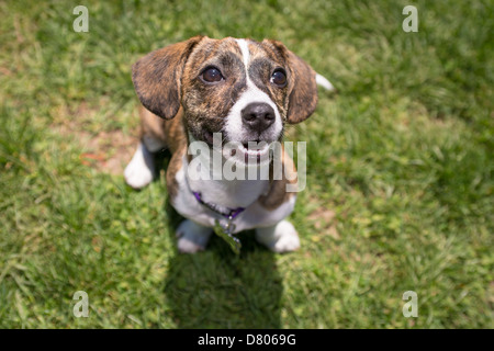 Un cucciolo con il tigrato patterning in un parco. Foto Stock