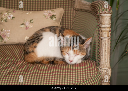 Un gatto dorme su una sedia. Foto Stock