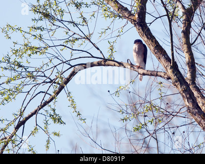 Maschi selvatici Sparviero (Accipiter nisus) arroccato nella struttura ad albero in cerca di preda Foto Stock