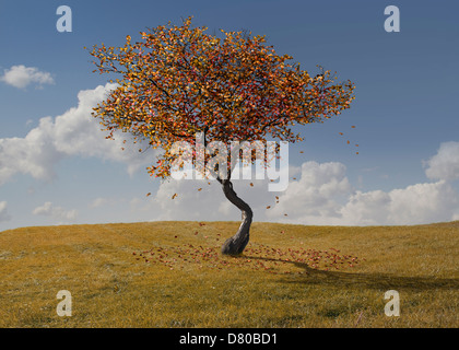 Autunno albero che cresce nel paesaggio rurale Foto Stock