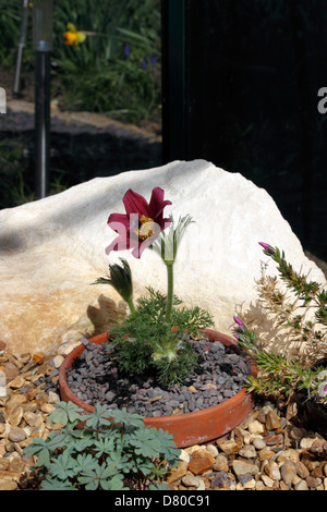 PULSATILLA vulgaris. EVA COSTANZA."Pasque Flower. Foto Stock