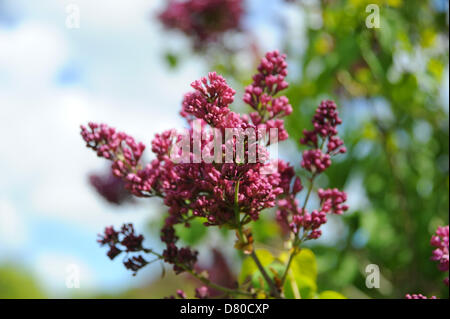 Brighton SUSSEX REGNO UNITO 16 Maggio 2013 - I lillã presso il famoso parco di Lilla di Brighton sono estremamente in ritardo nella fioritura di quest'anno Foto Stock