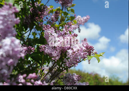 Brighton SUSSEX REGNO UNITO 16 Maggio 2013 - I lillã presso il famoso parco di Lilla di Brighton sono estremamente in ritardo nella fioritura di quest'anno Foto Stock