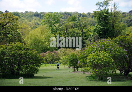 Brighton SUSSEX REGNO UNITO 16 Maggio 2013 - I lillã presso il famoso parco di Lilla di Brighton sono estremamente in ritardo nella fioritura di quest'anno Foto Stock