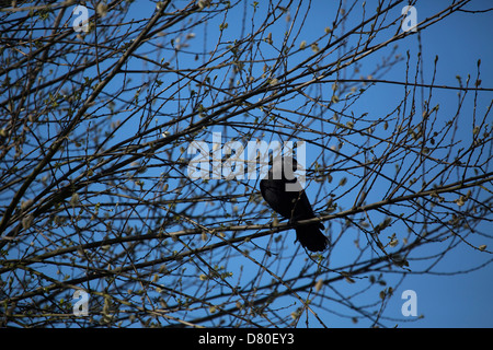 Raven seduto in una struttura ad albero Foto Stock