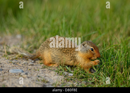 Terra colombiana scoiattolo Spermophilus columbianus alimentazione e alert vicino scavano nella cornice urbana Canmore Alberta Foto Stock