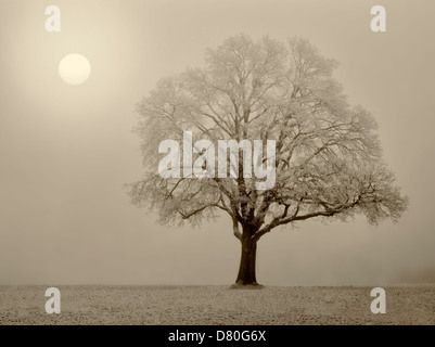 Lone quercia in campo. Wilsonville, Oregon Foto Stock