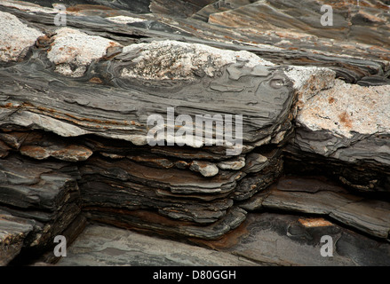 Close up di un metamorfico shale e quarzite formazione rocciosa sulla costa del Maine, formando un modello robusto di strati. Foto Stock