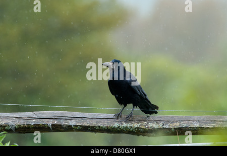 Un Rook Corvus frugilegus a Pulborough West Sussex Regno Unito Foto Stock