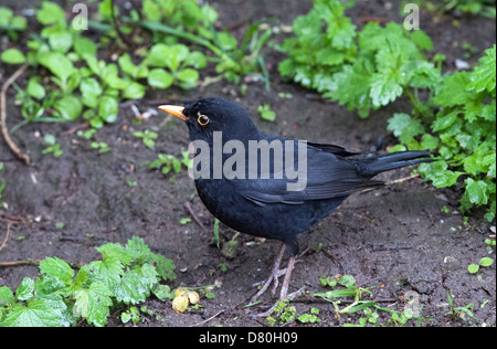 Merlo comune Turdus merula a Pulborough West Sussex Regno Unito Foto Stock