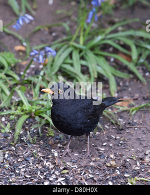 Merlo comune Turdus merula a Pulborough West Sussex Regno Unito Foto Stock