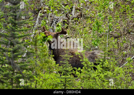 Moose Alces alces Bull in estate alimentazione di velluto su aspen lascia nei boschi del Parco Nazionale di Jasper, Alberta, Canada Foto Stock