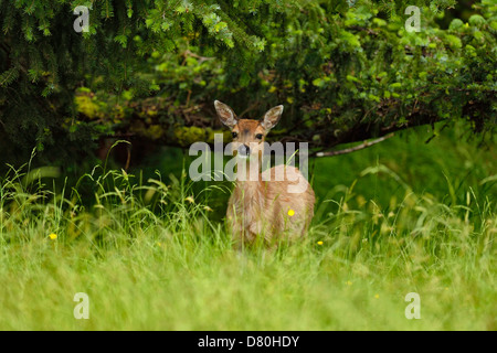 Sitka black-tailed deer Odocoileus hemionus sitkensis Graham Island Haida Gwaii della Columbia britannica in Canada Foto Stock