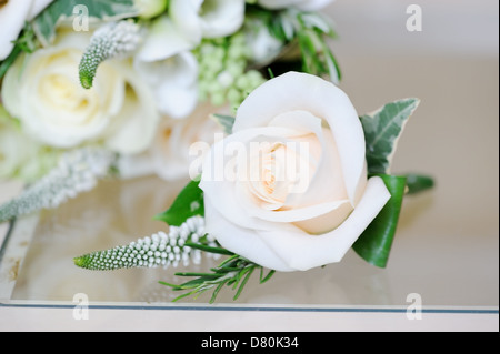 Giorno di nozze, stallieri asola flower closeup è rosa bianca Foto Stock