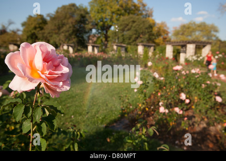 Fotografia di un giardino di rose sotto la luce calda del pomeriggio. Foto Stock