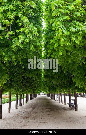 Linea di alberi curati nel giardino del Palais Royal, Paris Francia Foto Stock