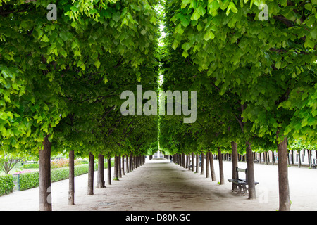 Linea di alberi curati nel giardino del Palais Royal, Paris Francia Foto Stock