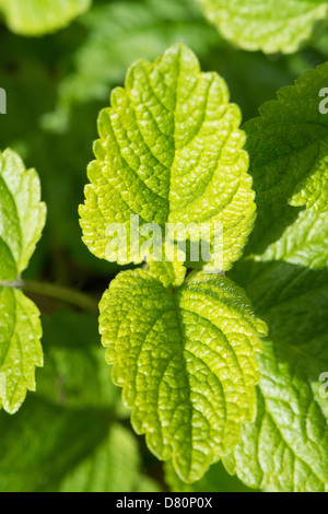 Melissa (Melissa officinalis) close-up. Regno Unito, 2013. Foto Stock