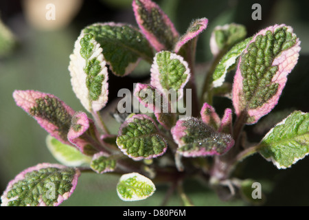 Tricolore di salvia (Salvia officinalis) cresce in una posizione soleggiata in un giardino inglese. 2013. Foto Stock