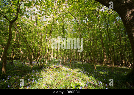 OXFORDSHIRE, Regno Unito. Molla in Wytham boschi nei pressi di Oxford. 2013. Foto Stock