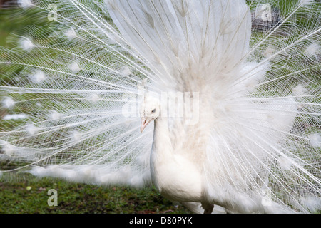 Maschio bianco pavone (Pavo cristatus) visualizzando la sua coda - nella foto al Castello di Leeds Kent England Foto Stock