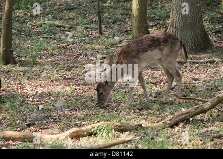 Close-up verticale di una femmina femmina del cervo Daino ( Dama Dama) pascolando nella foresta. Foto Stock