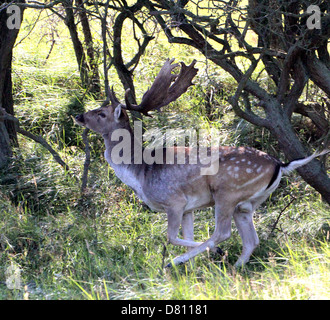 Close-up verticale di un maschio di cervo Daino ( Dama Dama) esecuzione veloce Foto Stock