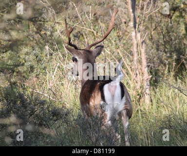 Close-up verticale di un maschio di cervo Daino ( Dama Dama) riattivazione lontano dalla telecamera Foto Stock