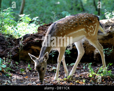 Close-up verticale di una femmina femmina del cervo Daino ( Dama Dama) pascolando nella foresta. Foto Stock