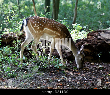 Close-up verticale di una femmina femmina del cervo Daino ( Dama Dama) pascolando nella foresta. Foto Stock