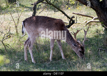 Close-up verticale di un maschio di cervo Daino ( Dama Dama) il pascolo Foto Stock