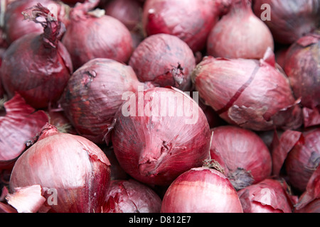 Scatola di cipolle rosse Foto Stock