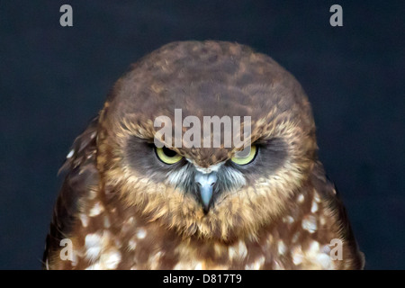 Southern Boobook Owl Foto Stock