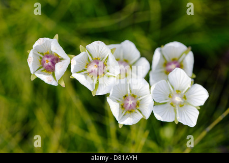 Syrphid mosca spargimento nettore, erba di Parnaso (Parnassia palustris, Saxifrage) fiore selvatico in fiore, Denali National Park, Alaska, USA Foto Stock