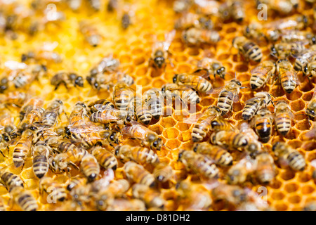 Api lavorare su honeycomb. Foto Stock