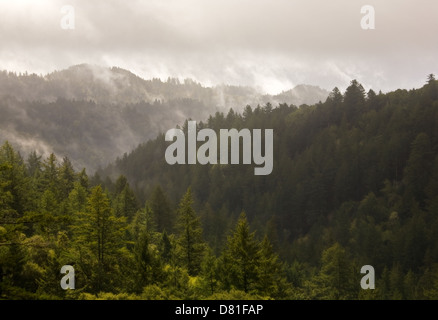 Bella remota foresta sempreverde bagnata nella densa nebbia dopo un passaggio di tempesta Foto Stock