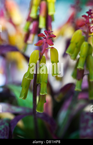 Lachenalia aloides Cape Cowslip fiore Foto Stock