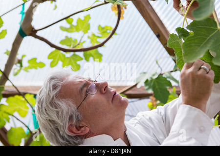 Scienziato ispanica esaminando le piante in serra Foto Stock