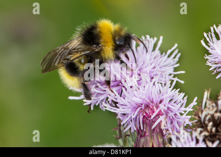 Maschio a cucù foresta Bumblebee, Bombus sylvestris, alimentando Creeping Thistle Cirsium arvense Foto Stock