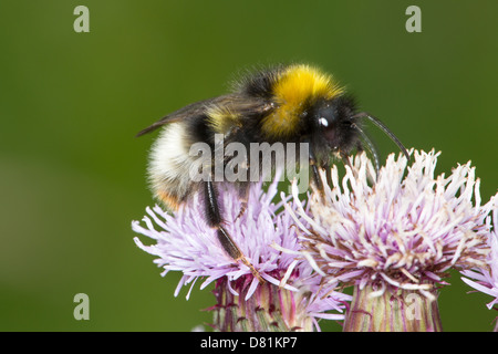 Maschio a cucù foresta Bumblebee, Bombus sylvestris, alimentando Creeping Thistle Cirsium arvense Foto Stock