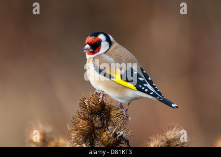 Unione cardellino, Carduelis carduelis, su Bardana Foto Stock