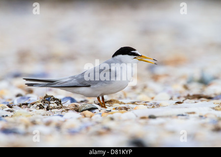 Fraticello, Sterna albifrons Foto Stock