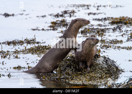 Lontra Lutra lutra, femmina & grandi cub Foto Stock