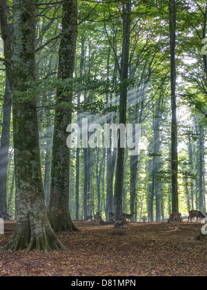Italia Puglia il Parco Nazionale del Gargano Foresta Umbra Riserva Naturale - bosco di faggio Daino Foto Stock