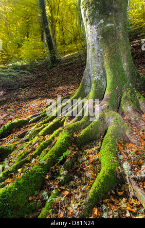 Italia Puglia il Parco Nazionale del Gargano Foresta Umbra Riserva Naturale - bosco di faggio radici Foto Stock