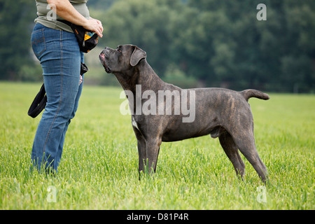 Piedi di Cane Corso Foto Stock