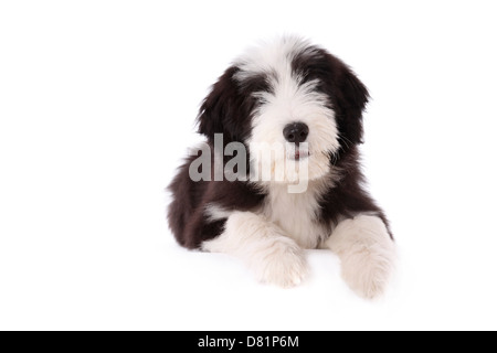 Barbuto Collie cucciolo Foto Stock