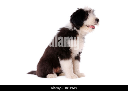 Barbuto Collie cucciolo Foto Stock